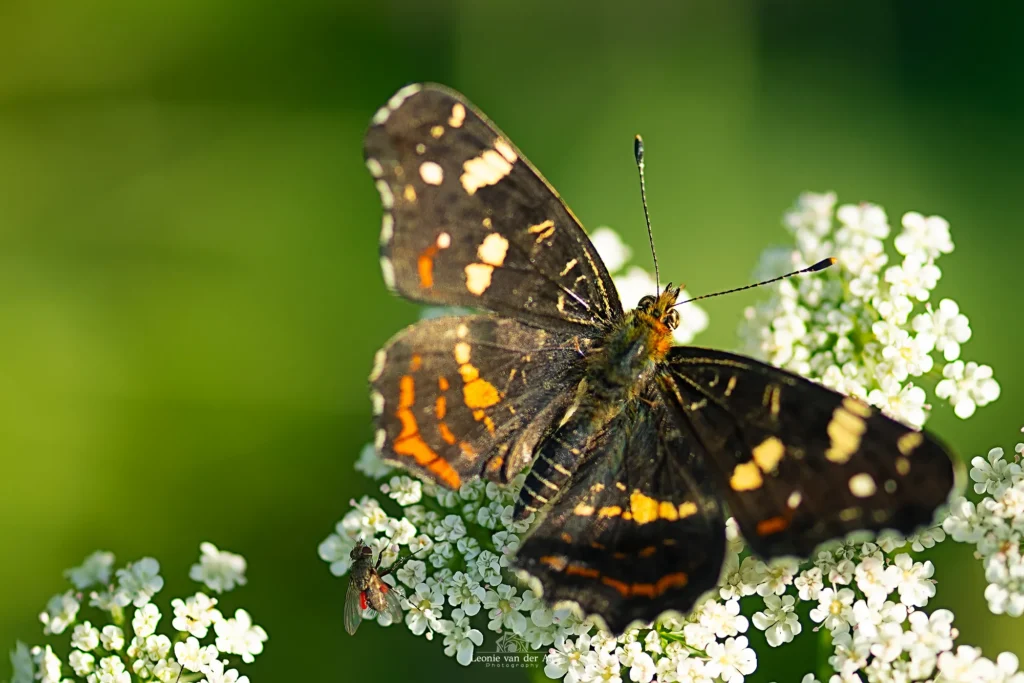 Leonie van der Aa | Photography | Macro | Landkaartje