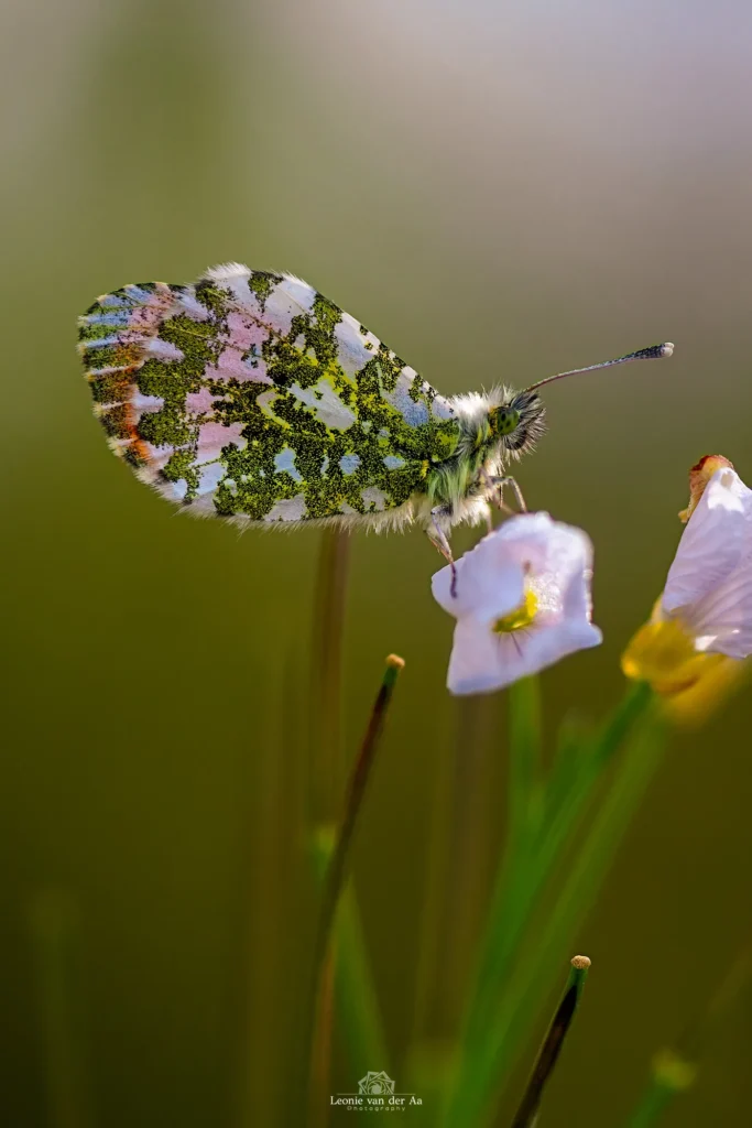 Leonie van der Aa | Photography | Macro | Oranjetipje