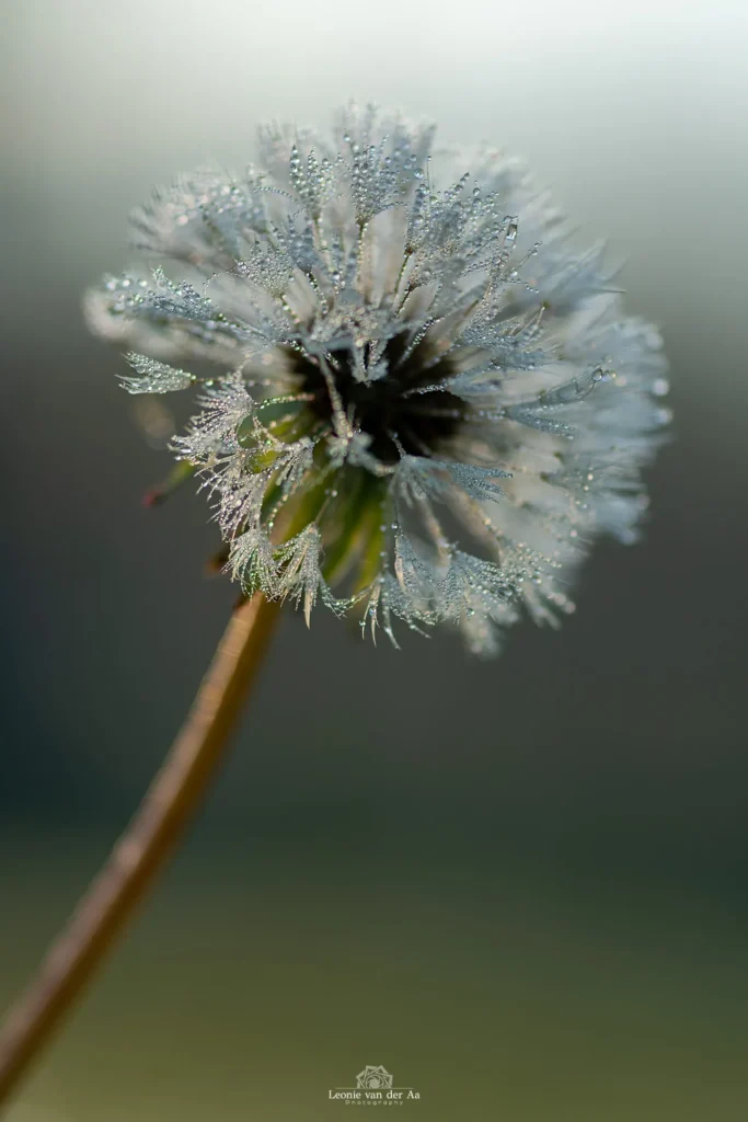 Leonie van der Aa | Photography | Macro | Paardenbloem