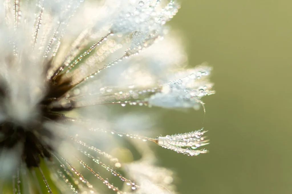 Leonie van der Aa | Photography | Macro | Paardenbloem in het ochtendzonlicht