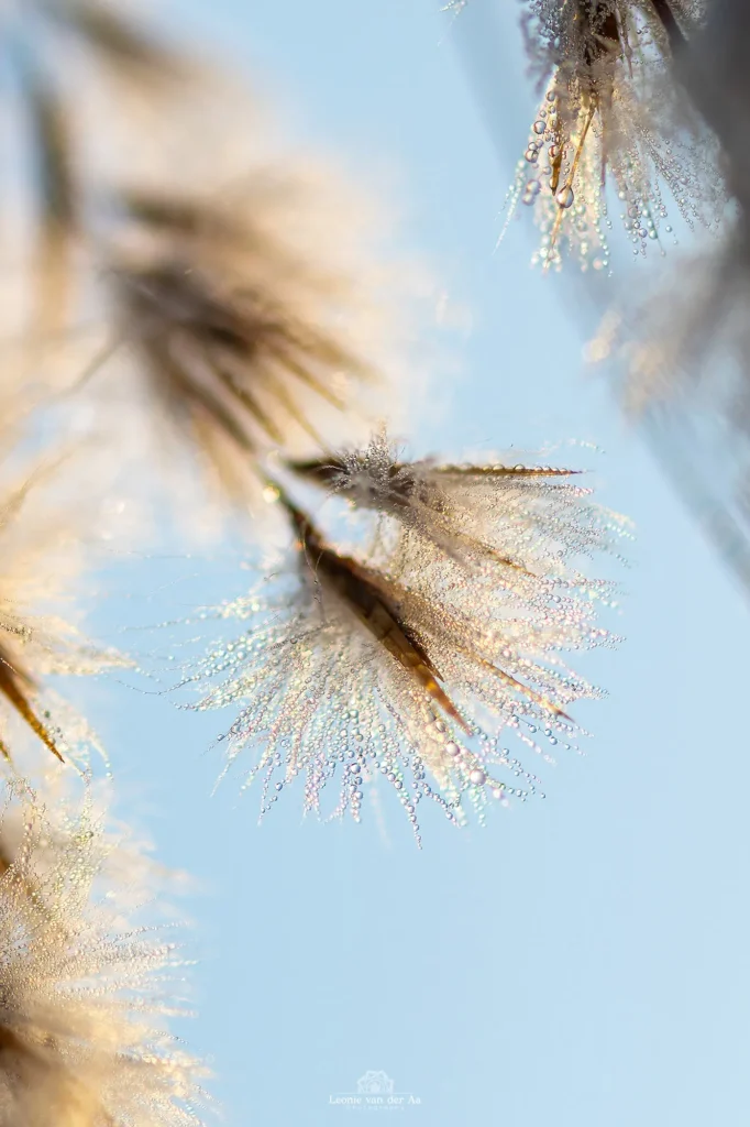 Leonie van der Aa | Photography | Macro | Rietpluim in het ochtendzonlicht