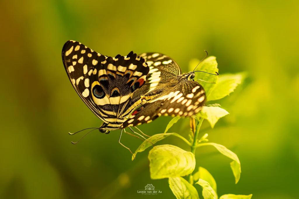 Leonie van der Aa | Photography | Macro | Vlinders Papiliorama