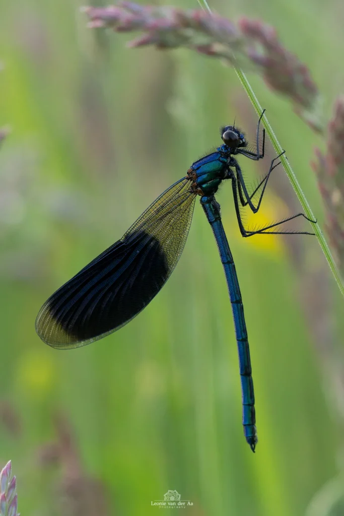 Leonie van der Aa | Photography | Macro | Weidebeekjuffer