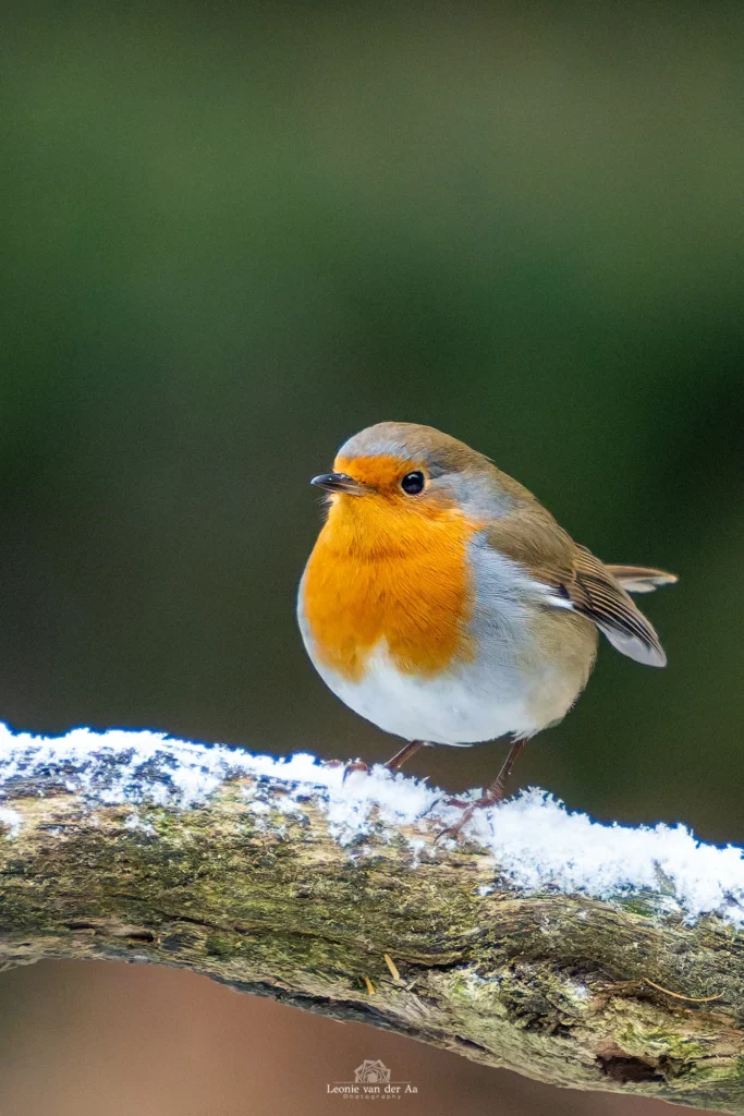 Leonie van der Aa | Photography | Roodborstje